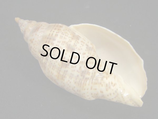 画像1: ゴマスジボラ (1)