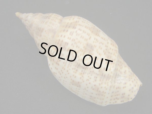 画像2: ゴマスジボラ (2)