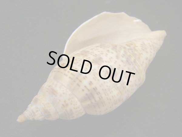 画像3: ゴマスジボラ (3)