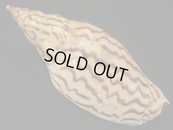 画像2: イナズマインドボラ　タイトパターン　大 (2)