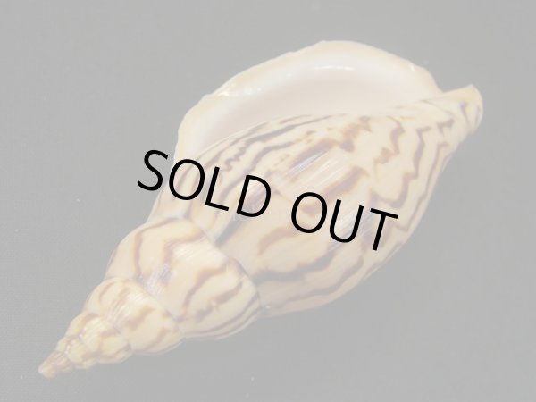 画像3: イナズマインドボラ　タイトパターン　大 (3)