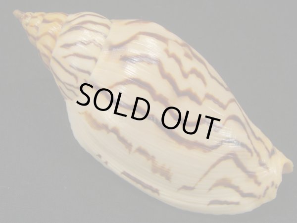 画像2: イナズマインドボラ 大 (2)