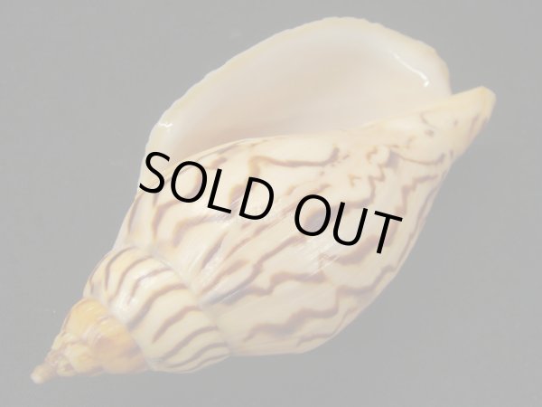 画像3: イナズマインドボラ 大 (3)