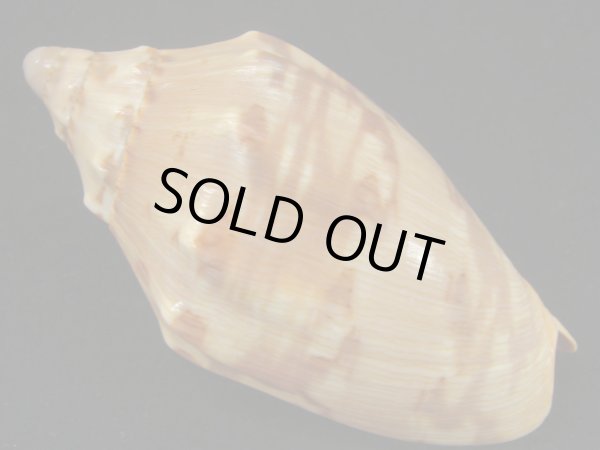 画像2: クレナイコオロギ (2)