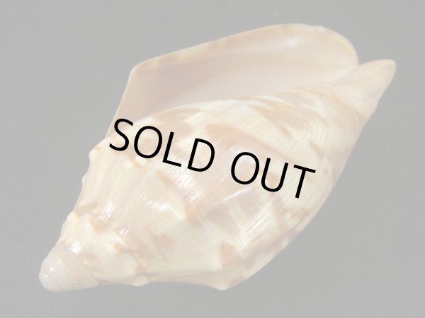 画像3: クレナイコオロギ (3)