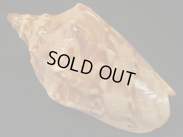 画像2: クレナイコオロギ ノッブタイプ 濃色 シッピングダメージ (2)