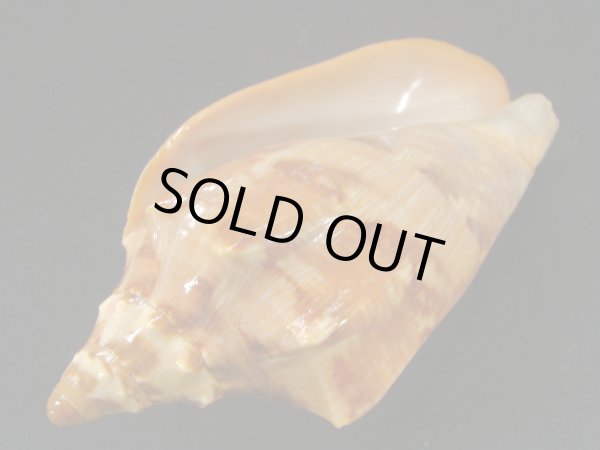 画像3: クレナイコオロギ ノッブタイプ 濃色 シッピングダメージ (3)