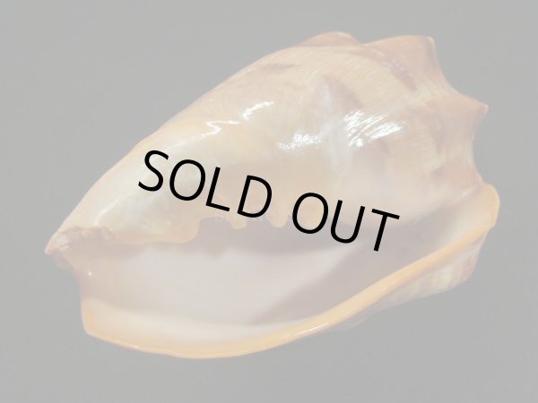 画像4: クレナイコオロギ ノッブタイプ 濃色 シッピングダメージ (4)