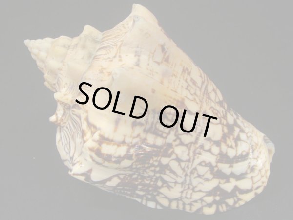 画像2: ヘブライボラ 濃色 ビッグノッブ 大 (2)