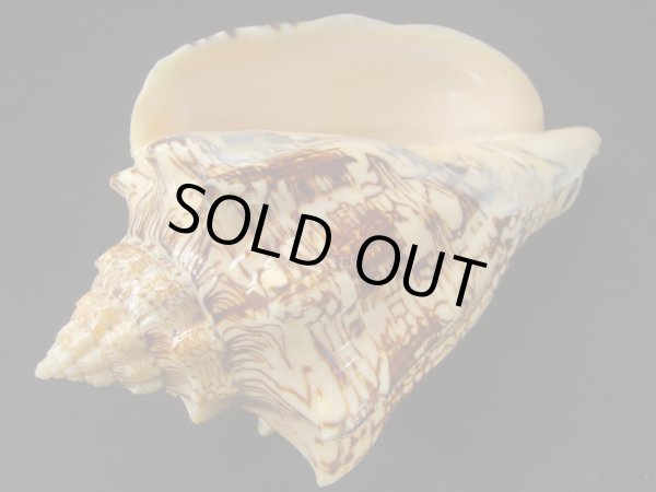 画像3: ヘブライボラ 濃色 ビッグノッブ 大 (3)