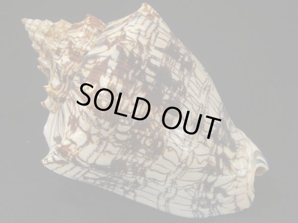 画像2: ヘブライボラ 特濃色 大 (2)