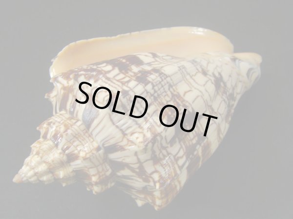 画像3: ヘブライボラ 特濃色 大 (3)