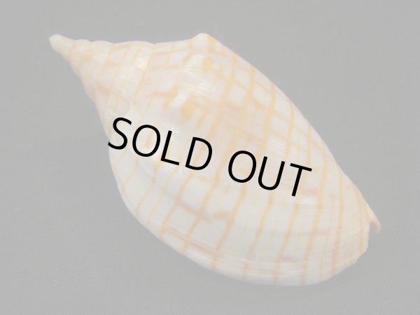 画像2: レンガマキキンスジボラ (2)