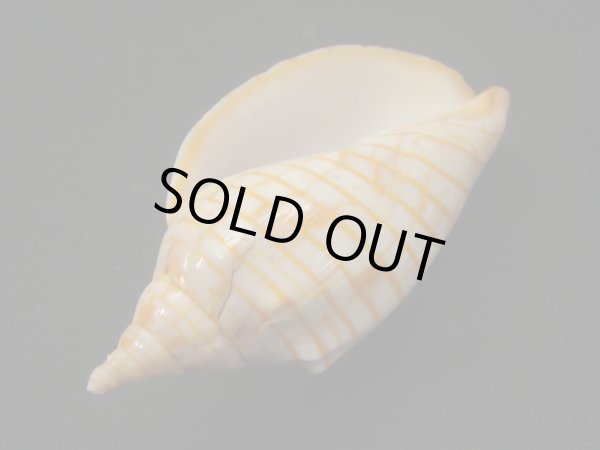 画像3: レンガマキキンスジボラ (3)