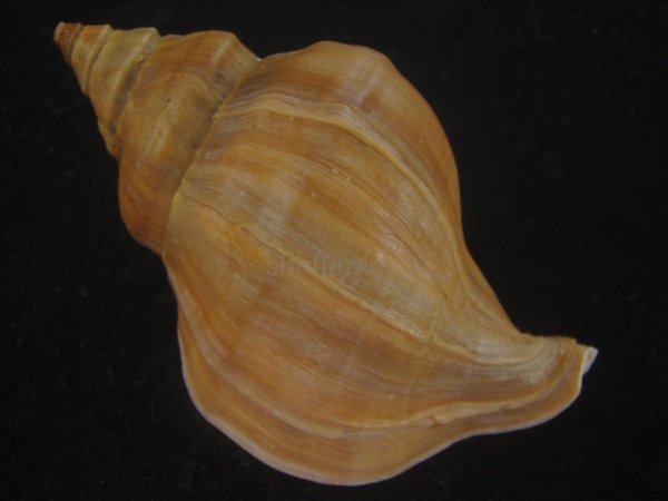 画像2: アツエゾボラ(Neptunea heros) 特美品 (2)