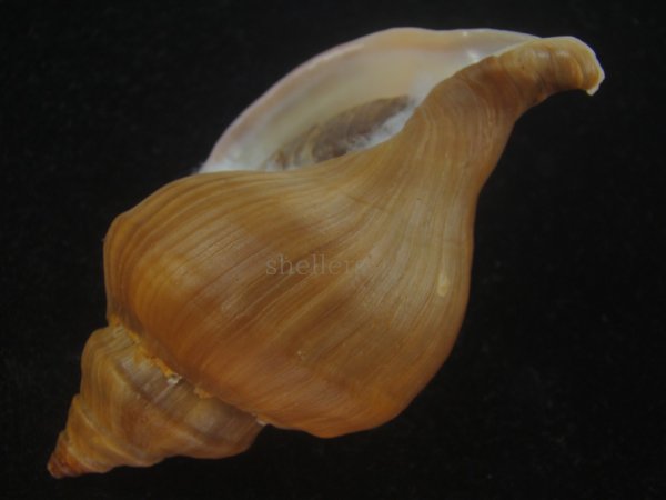 画像3: アツエゾボラ(Neptunea heros) 特美品 (3)