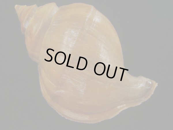 画像2: アツエゾボラ(Neptunea heros) 美品 (2)