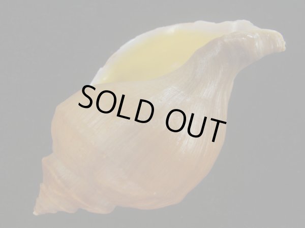 画像3: アツエゾボラ(Neptunea heros) 美品 (3)