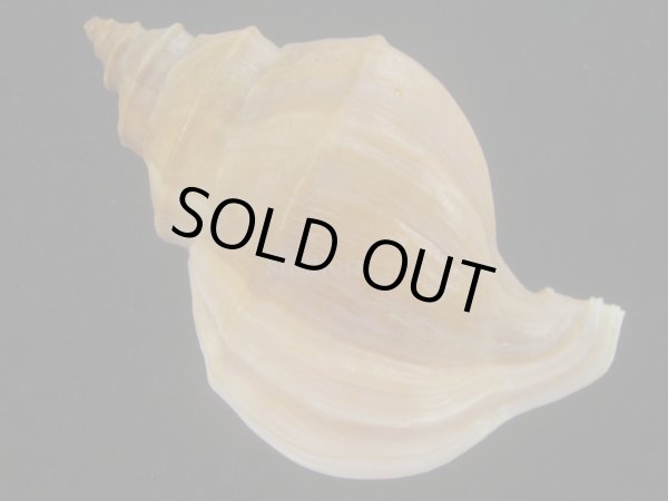 画像2: アツエゾボラ(Neptunea heros) 老成　特美品 (2)