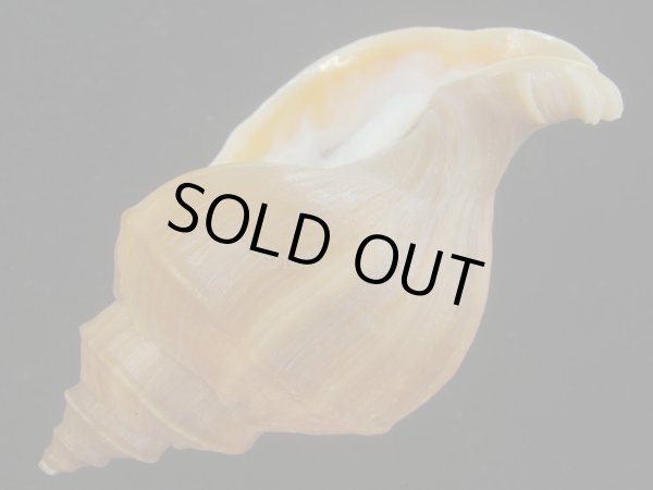 画像3: アツエゾボラ(Neptunea heros) 老成　特美品 (3)