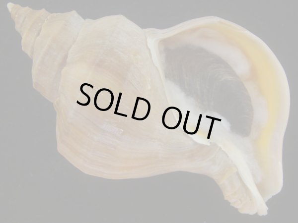 画像1: アツエゾボラ(Neptunea heros) 大　特老成　美品 (1)