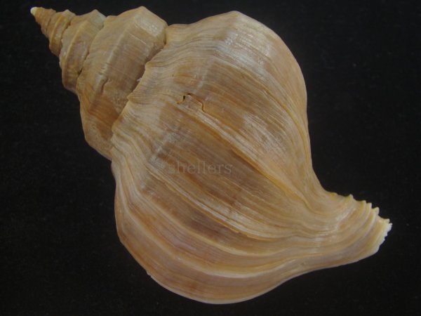 画像2: アツエゾボラ(Neptunea heros) 大　特老成　美品 (2)