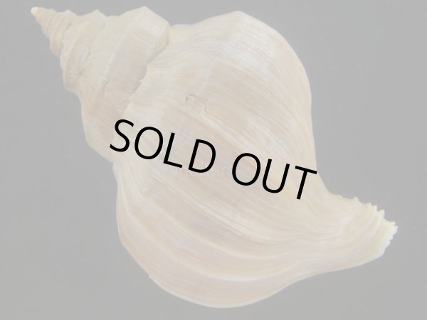 画像2: アツエゾボラ(Neptunea heros) 大　特老成　美品 (2)