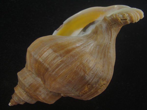 画像3: アツエゾボラ(Neptunea heros) 大　特老成　美品 (3)