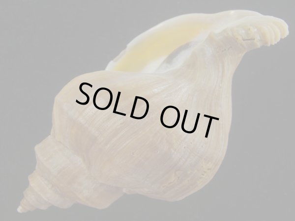 画像3: アツエゾボラ(Neptunea heros) 大　特老成　美品 (3)