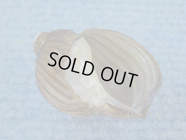 画像1: クマモスソガイ(Volutharpa ainos) 美品 (1)