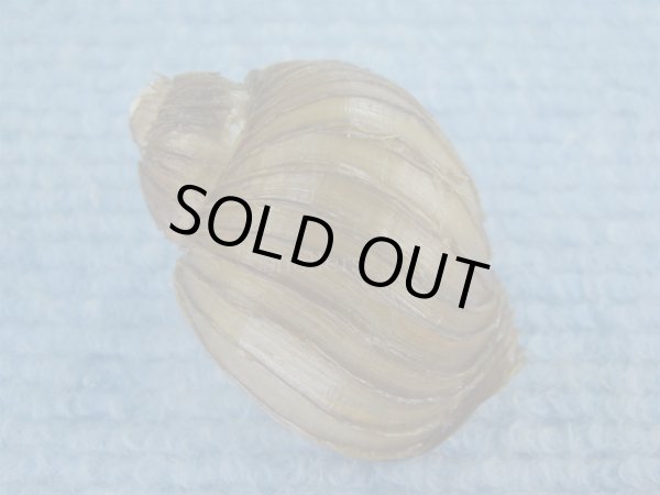 画像2: クマモスソガイ(Volutharpa ainos) 美品 (2)