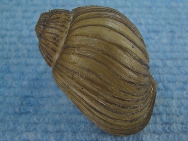 画像2: クマモスソガイ(Volutharpa ainos) 美品 (2)