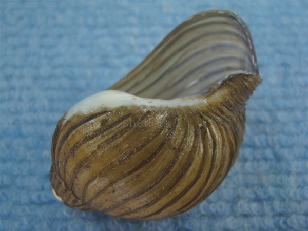 画像3: クマモスソガイ(Volutharpa ainos) 美品 (3)