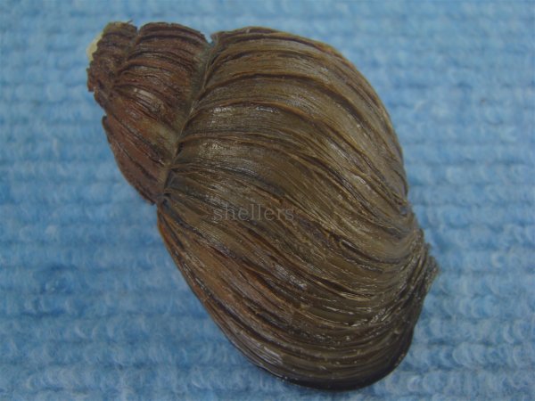 画像2: クマモスソガイ(Volutharpa ainos) 大　美品 (2)