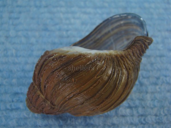 画像3: クマモスソガイ(Volutharpa ainos) 大　美品 (3)