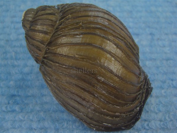 画像2: クマモスソガイ(Volutharpa ainos) 大　美品 (2)