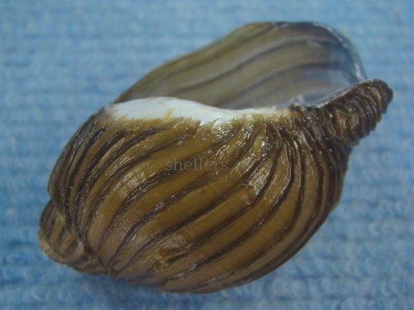 画像3: クマモスソガイ(Volutharpa ainos) 大　美品 (3)