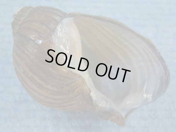 画像1: クマモスソガイ(Volutharpa ainos) 66ｍｍ　特大　美品 (1)