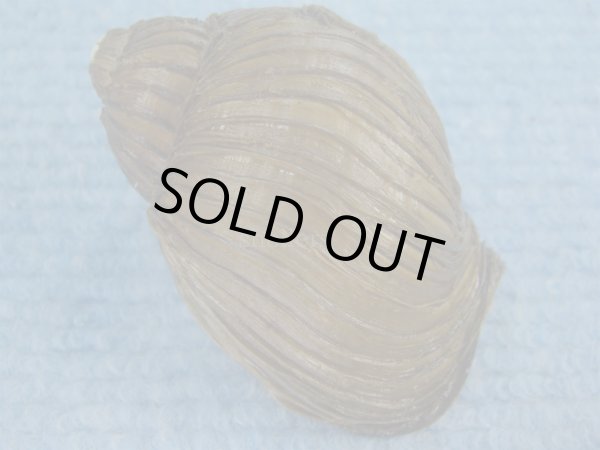 画像2: クマモスソガイ(Volutharpa ainos) 66ｍｍ　特大　美品 (2)