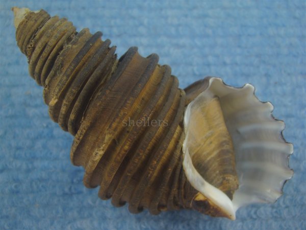 画像1: ワダチバイ(Ancistrolepis grammatus) 美品 (1)