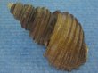 画像2: ワダチバイ(Ancistrolepis grammatus) 美品 (2)