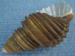 画像3: ワダチバイ(Ancistrolepis grammatus) 美品 (3)