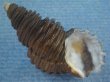 画像1: ワダチバイ(Ancistrolepis grammatus) 特美品 (1)