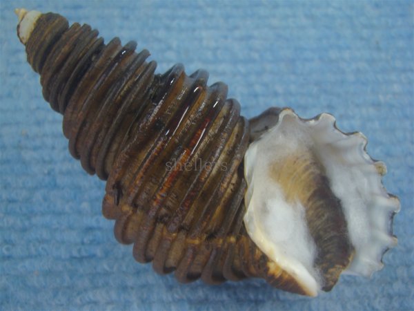 画像1: ワダチバイ(Ancistrolepis grammatus) 特美品 (1)