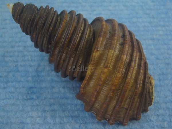 画像2: ワダチバイ(Ancistrolepis grammatus) 特美品 (2)