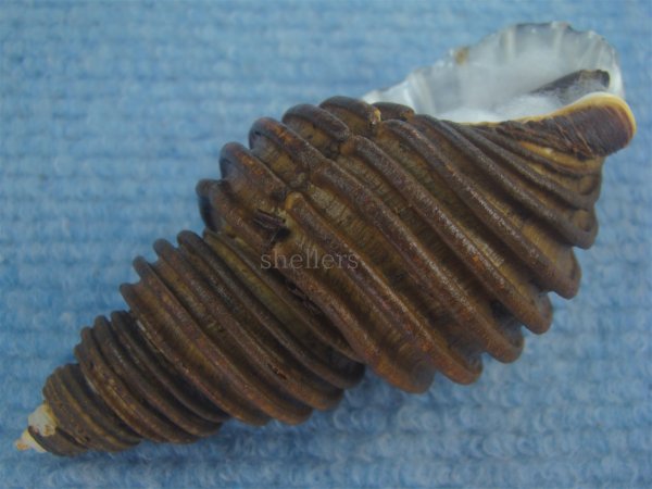 画像3: ワダチバイ(Ancistrolepis grammatus) 特美品 (3)