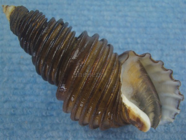 画像1: ワダチバイ(Ancistrolepis grammatus) 大　特美品 (1)
