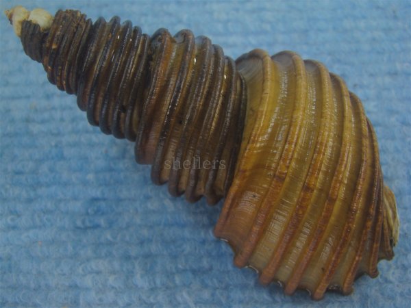 画像2: ワダチバイ(Ancistrolepis grammatus) 大　特美品 (2)