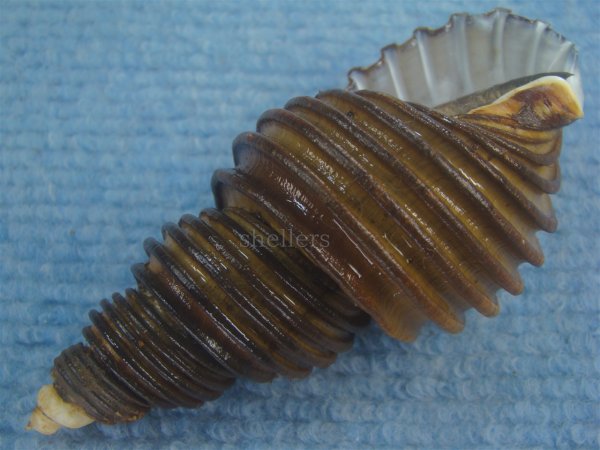 画像3: ワダチバイ(Ancistrolepis grammatus) 大　特美品 (3)