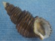 画像1: ワダチバイ(Ancistrolepis grammatus) 特美品 (1)